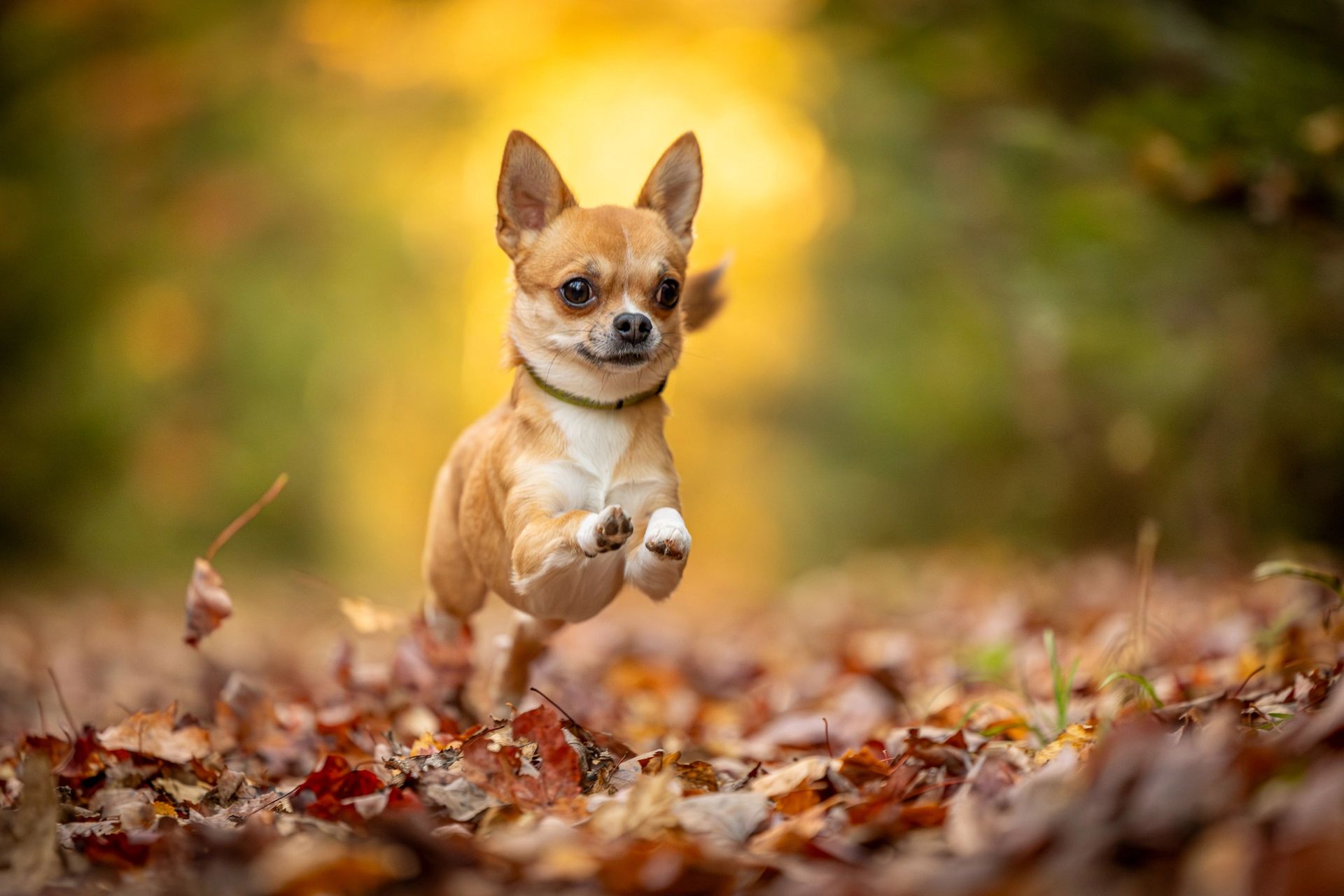 Autumn pet portrait with fall foliage